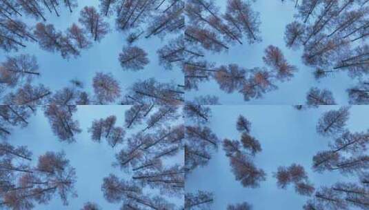 森林俯拍冬季雪地松林自然风光高清在线视频素材下载