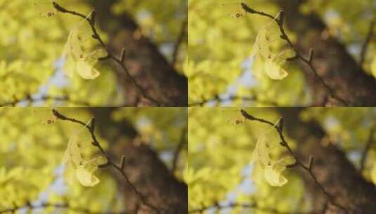 重庆秋季银杏实拍高清在线视频素材下载
