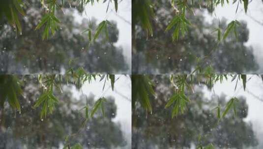 雪花飘洒在竹叶慢镜头高清在线视频素材下载