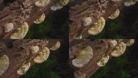 自然木耳真菌高清在线视频素材下载