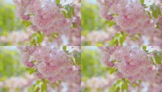 春天樱花盛开高清在线视频素材下载