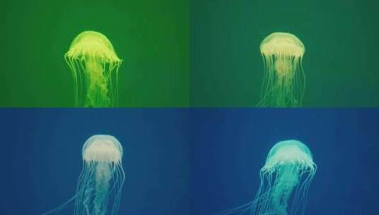 海洋水族馆水母高清在线视频素材下载