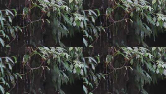 水滴滴水叶子植被高清在线视频素材下载