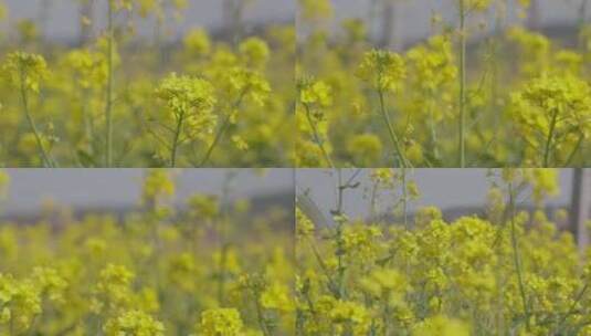 春天里的油菜花开了高清在线视频素材下载