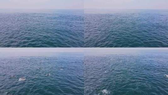 一大群普通海豚在蔚蓝的大西洋海面上游泳高清在线视频素材下载