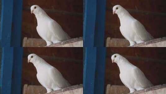 一只白鸽子特写美丽的鸽子高清在线视频素材下载