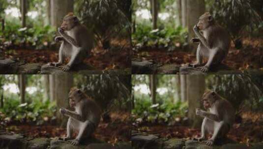 猴子坐在森林里，在树木的背景下吃坚果高清在线视频素材下载