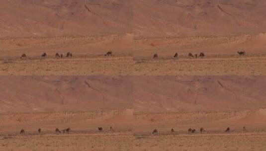 西撒哈拉、毛里塔尼亚和摩洛哥的单峰骆驼高清在线视频素材下载