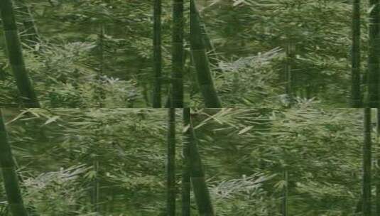 雾中的绿竹，茎叶高清在线视频素材下载
