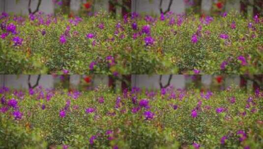 花园紫色花朵高清在线视频素材下载