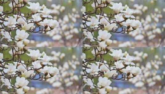 春天盛开的白色紫色玉兰花花朵花苞特写高清在线视频素材下载