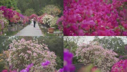 花圃观景花美丽景致中的悠闲时光高清在线视频素材下载