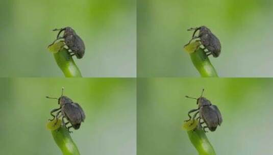 昆虫世界，象鼻虫幼崽的微观特写高清在线视频素材下载
