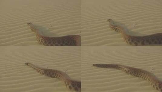 大蛇嘶嘶作响的特写镜头，它的舌头滑过沙滩高清在线视频素材下载