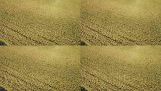 航拍黑龙江省大庆秋季丰收的水稻田高清在线视频素材下载