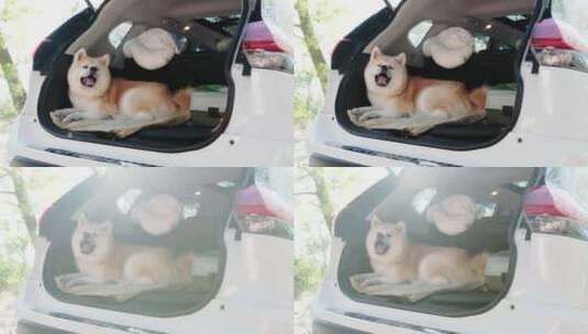 可爱的秋田犬躺在敞开的汽车后备箱慢动作高清在线视频素材下载