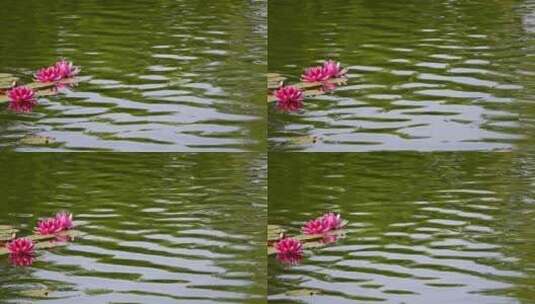夏天池塘里盛开的睡莲在水流下摇动唯美慢镜高清在线视频素材下载