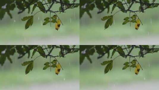 雨落在植物叶子上高清在线视频素材下载