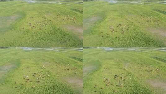 航拍草原上牛群吃草奔跑高清在线视频素材下载