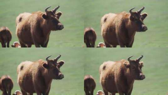 一头在内蒙古大草原上吃草的牛高清在线视频素材下载