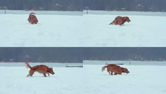 狗，金毛猎犬，玩耍，雪高清在线视频素材下载