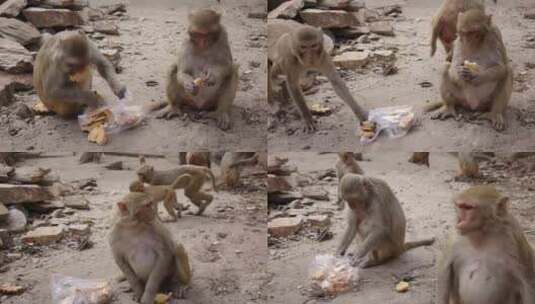 一群恒河猴从塑料袋里吃饼干高清在线视频素材下载