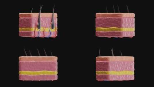 皮肤的3D动画有助于调节体温|阿尔法频道高清在线视频素材下载