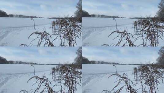 森林雪景树木风光高清在线视频素材下载