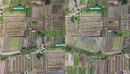 农村菜地农业种植航拍高清在线视频素材下载
