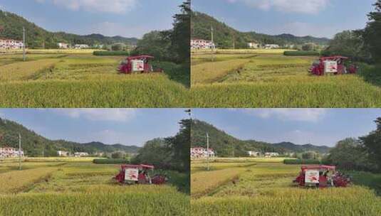 赣南稻田丰收高清在线视频素材下载