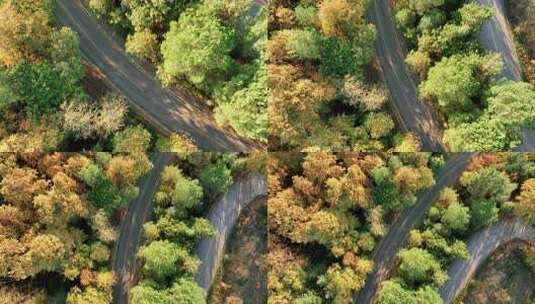 秋天的树林道路高清在线视频素材下载