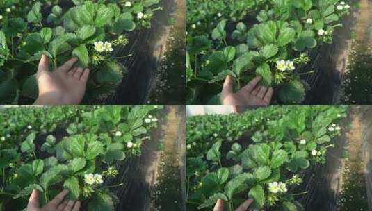 凤梨草莓 草莓 草莓叶 草莓幼苗 植物 水果高清在线视频素材下载