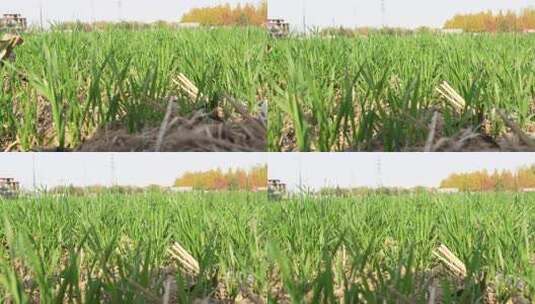 麦苗 田地 绿色 植物 农业作物 自然生态高清在线视频素材下载