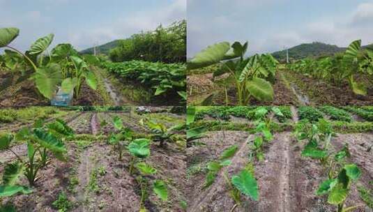 香芋园 香芋种植 芋头田高清在线视频素材下载