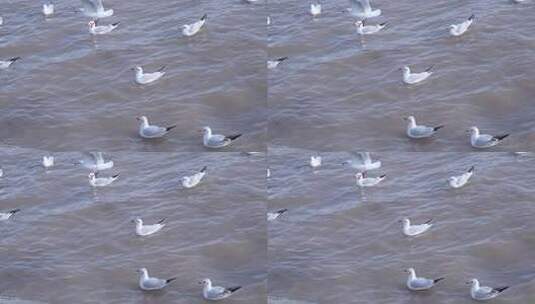 海鸥 海边 海平线 日出 群鸟 大海高清在线视频素材下载