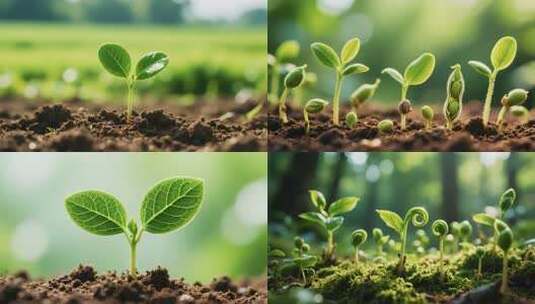 春暖花开万物复苏植物生长发芽延时春天春季高清在线视频素材下载