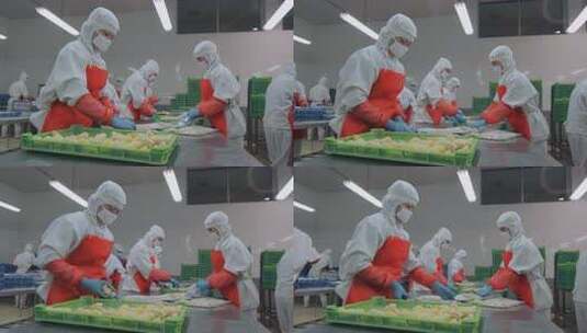 海参加工生产线工人在流水线上处理海鲜制品高清在线视频素材下载