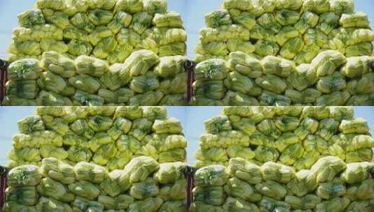 货车上堆放的大量大白菜高清在线视频素材下载