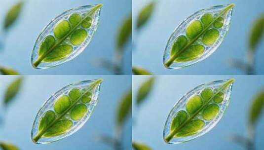 透明叶片微距特写高清在线视频素材下载