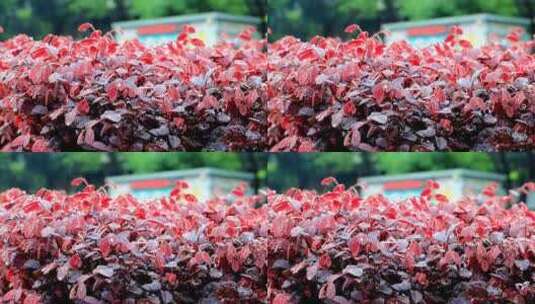 雨中园林红色植物缀满水珠雨水洒落高清高清在线视频素材下载