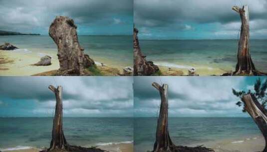 夏威夷普纳卢海滩公园。海滩上枯树的平移镜高清在线视频素材下载