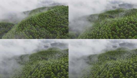 航拍绿色山林云海高清在线视频素材下载
