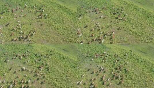 航拍草原上牛群吃草奔跑高清在线视频素材下载