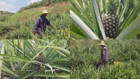 菠萝产地 成熟 采摘高清在线视频素材下载