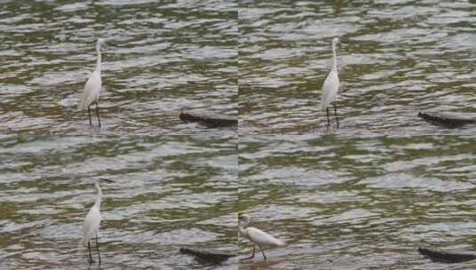 一只白鹭在湖边觅食高清在线视频素材下载