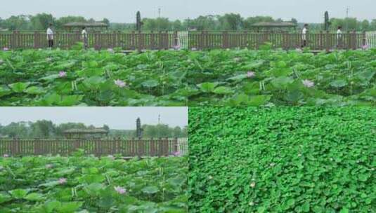 夏日荷花池在荷花池散步的人高清在线视频素材下载