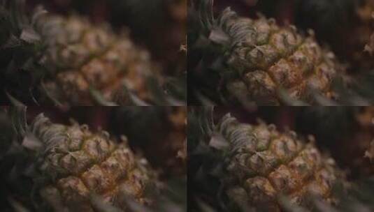 水果菠萝 (5)高清在线视频素材下载