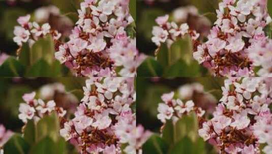 3638_粉红色的花在花园，关闭高清在线视频素材下载
