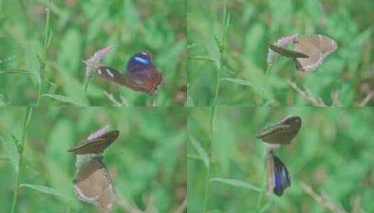 花草丛中的两只蝴蝶高清在线视频素材下载