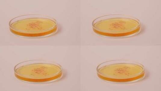 标本在培养皿上的特写镜头高清在线视频素材下载
